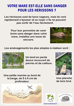 Votre mare est elle sans danger pour les herissons